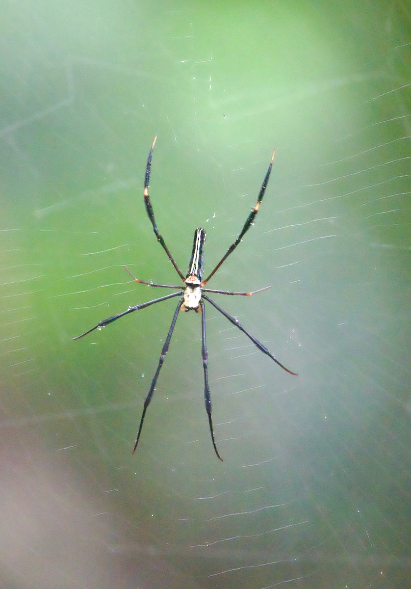 Insects - ML646240297