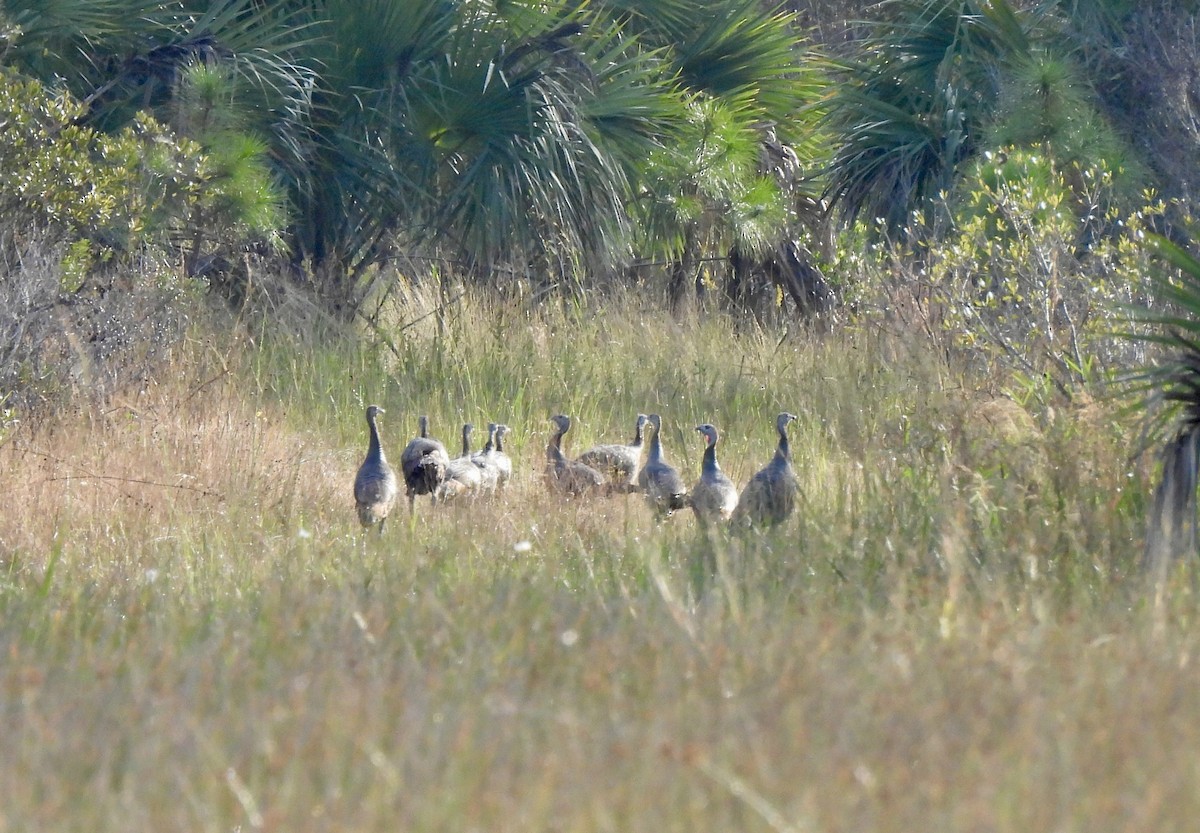 Wild Turkey - ML646240298