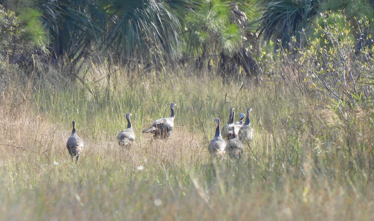 Wild Turkey - ML646240299