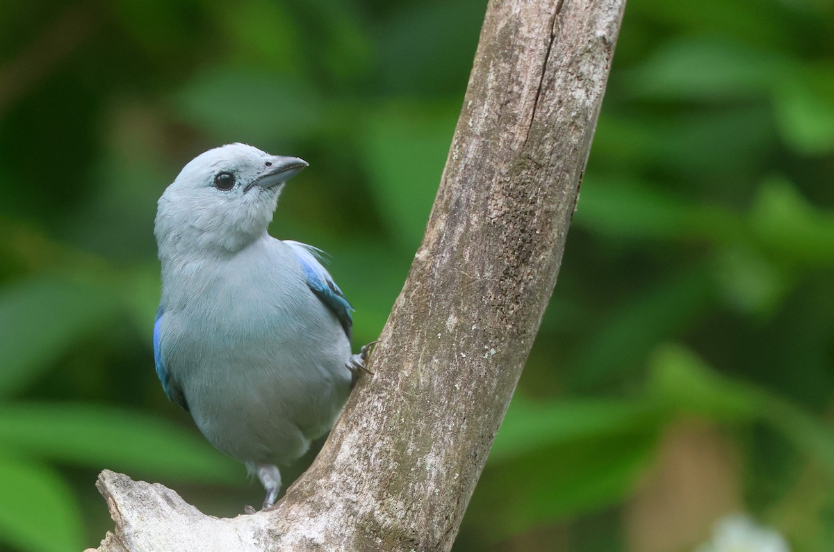 Blue-gray Tanager - ML646240301