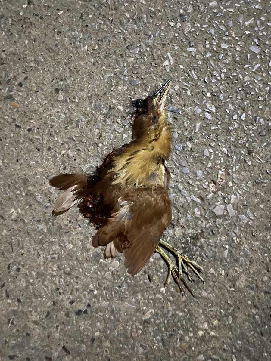 Cinnamon Bittern - ML646240302