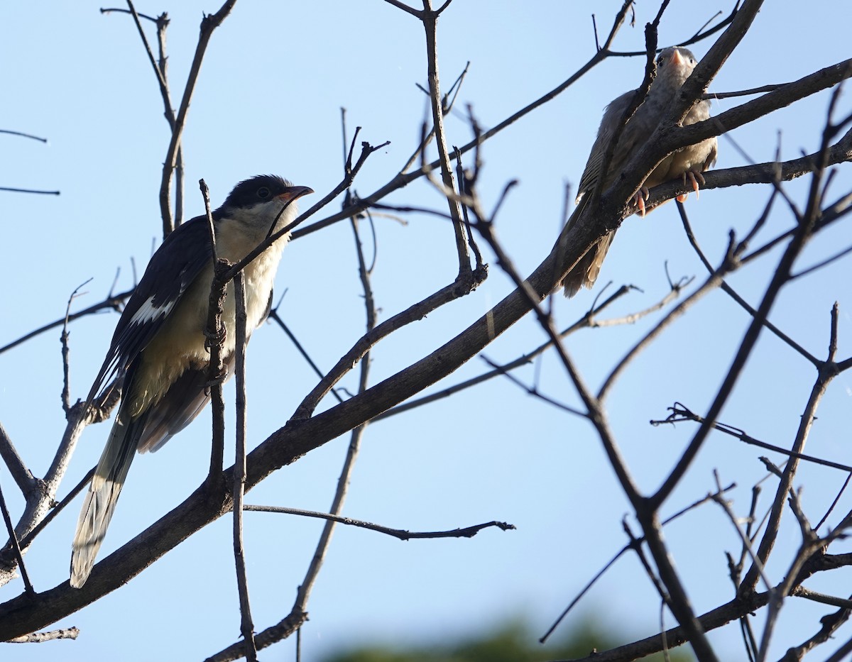 Pied Cuckoo - ML646240303