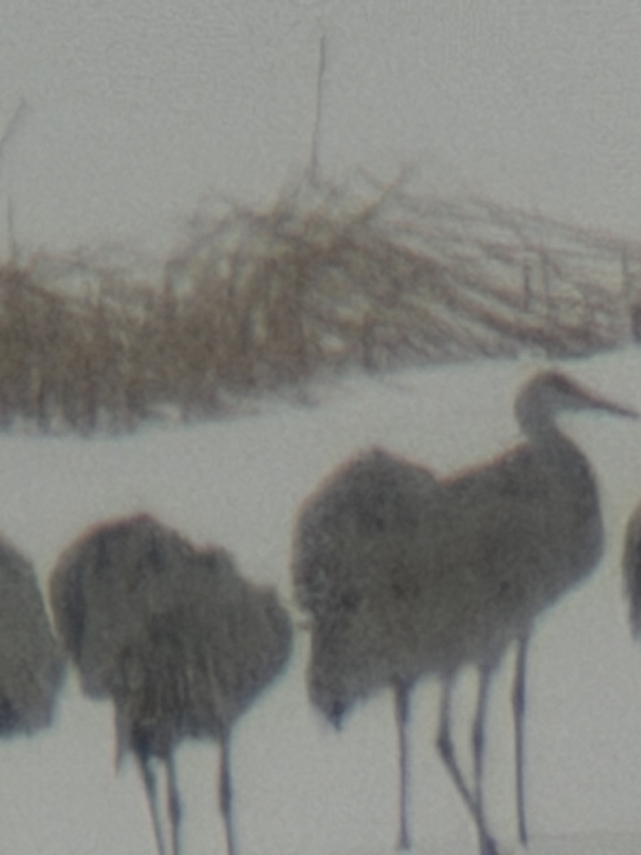 Sandhill Crane - ML646240306