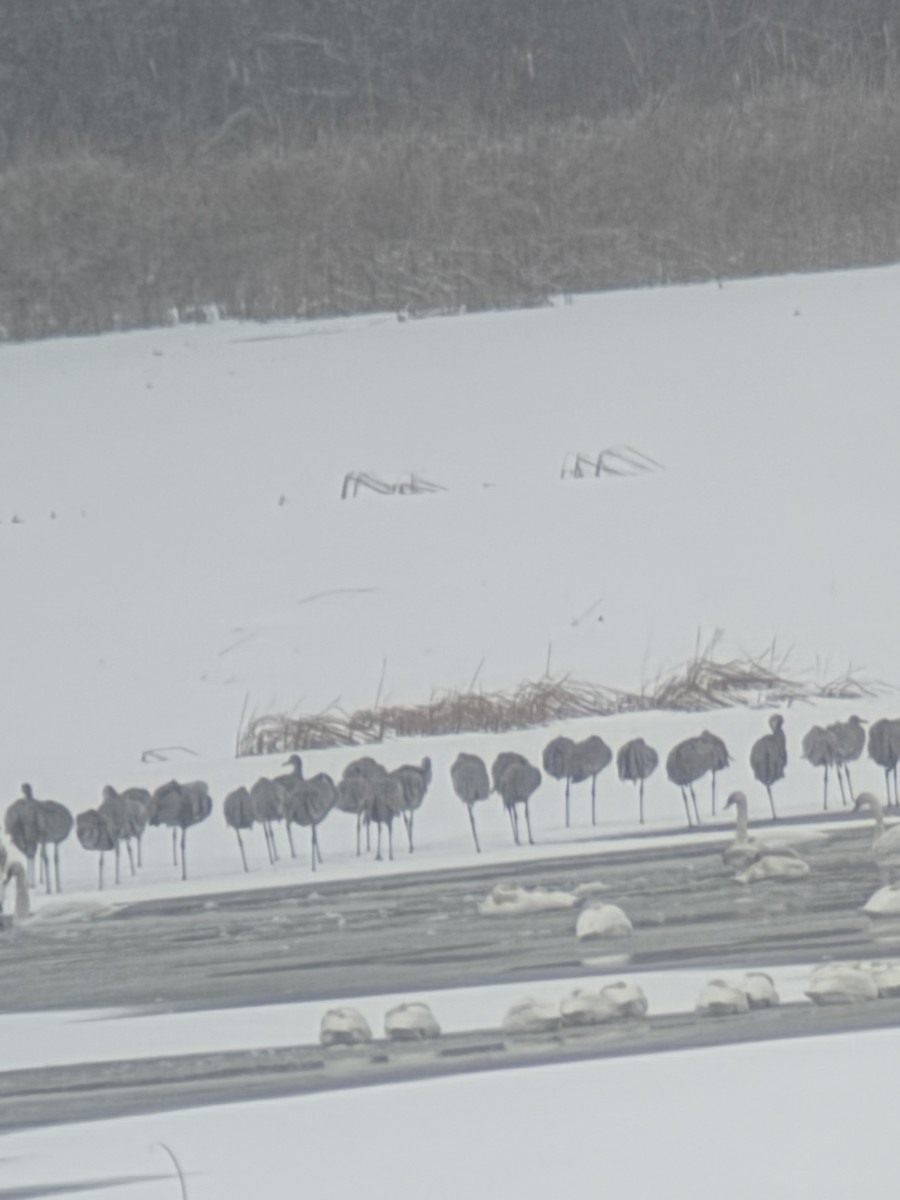 Sandhill Crane - ML646240307