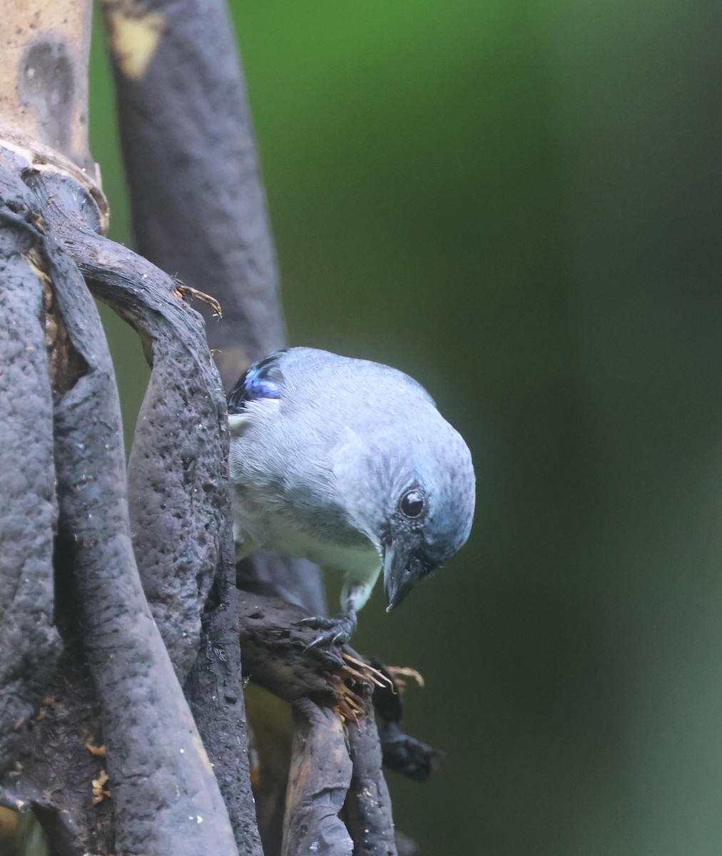 Plain-colored Tanager - ML646240308