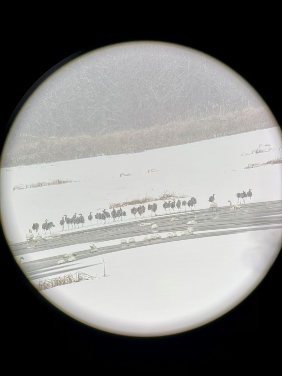 Sandhill Crane - ML646240309