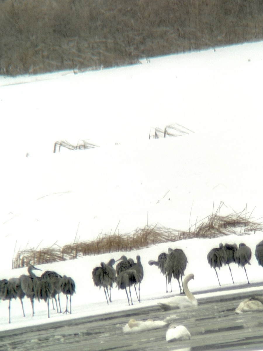 Sandhill Crane - ML646240310