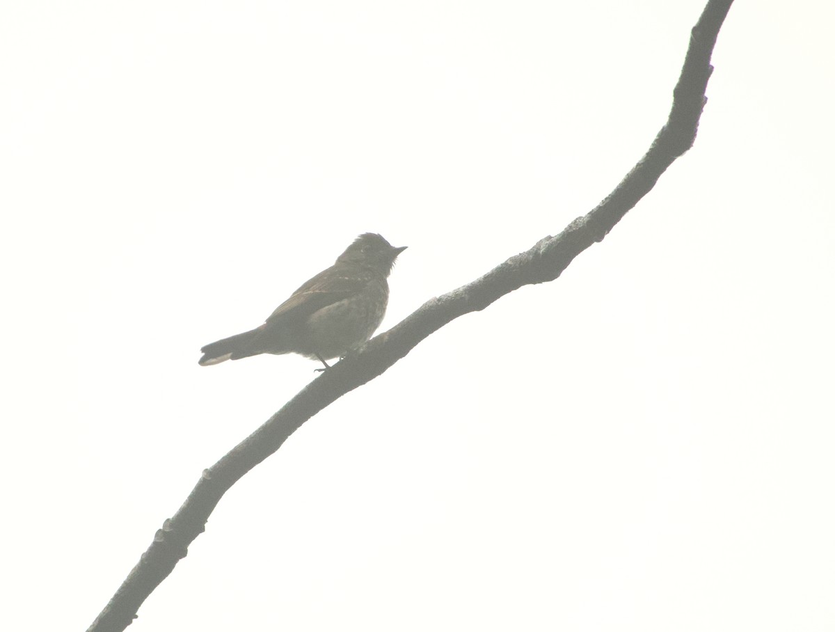 חטפית כהה - ML646240314