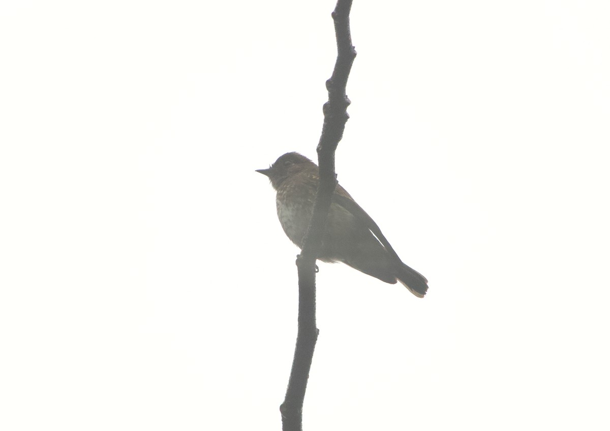 חטפית כהה - ML646240315