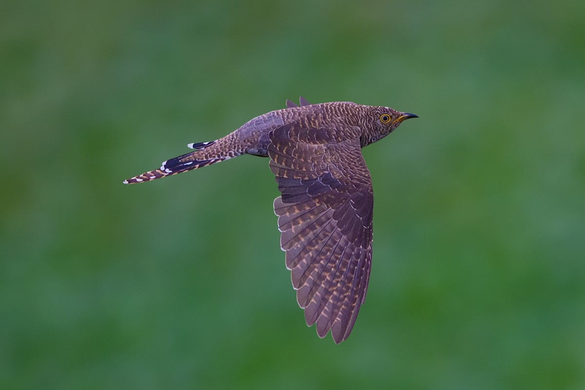 Common Cuckoo - ML646240317
