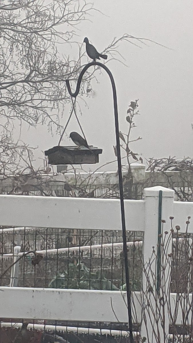 Dark-eyed Junco - ML646240318