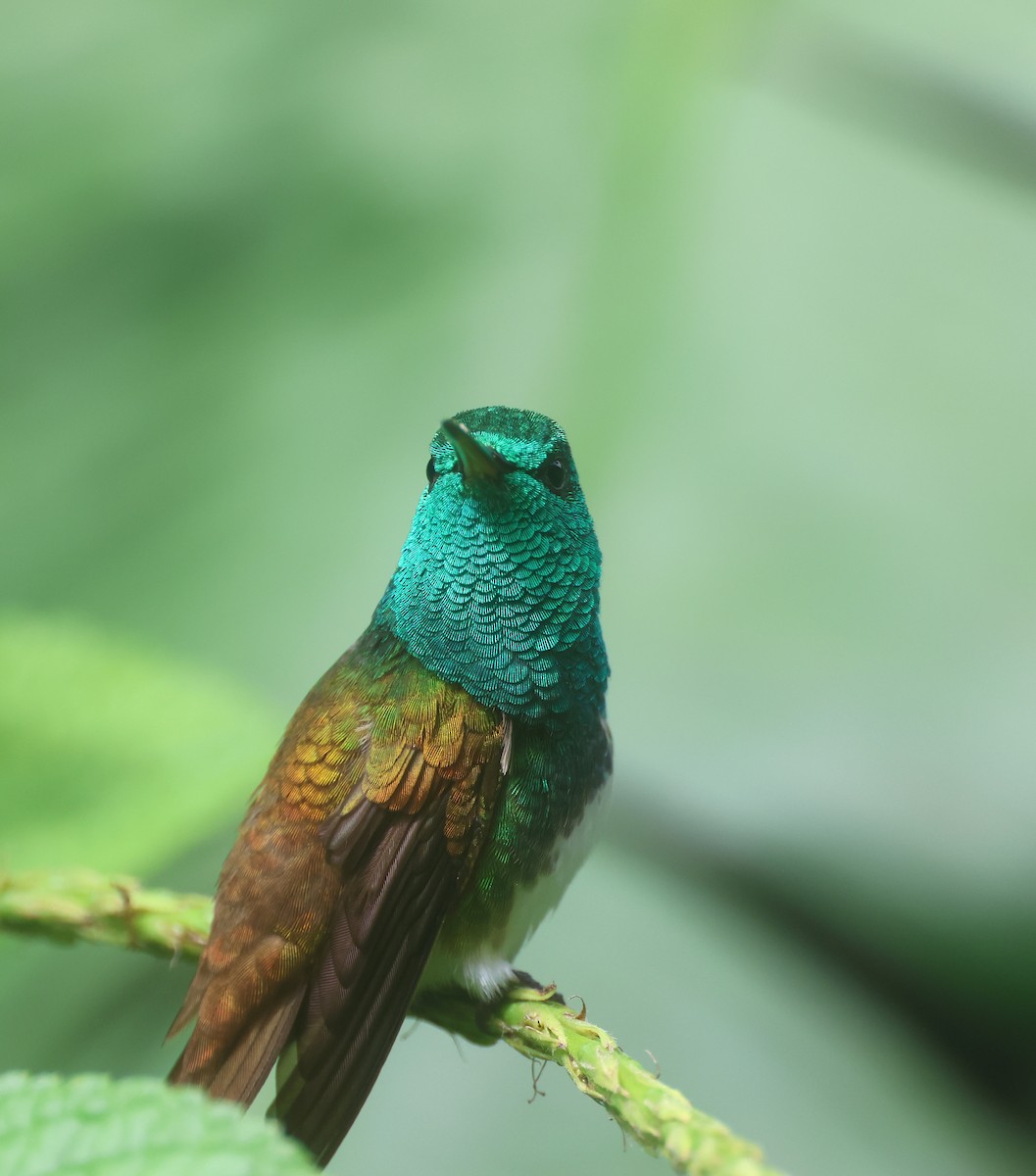Snowy-bellied Hummingbird - ML646240320
