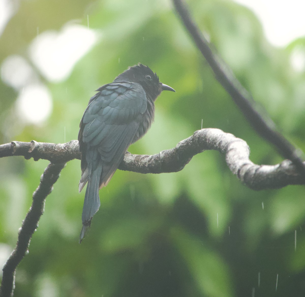 Square-tailed Drongo-Cuckoo - ML646240321