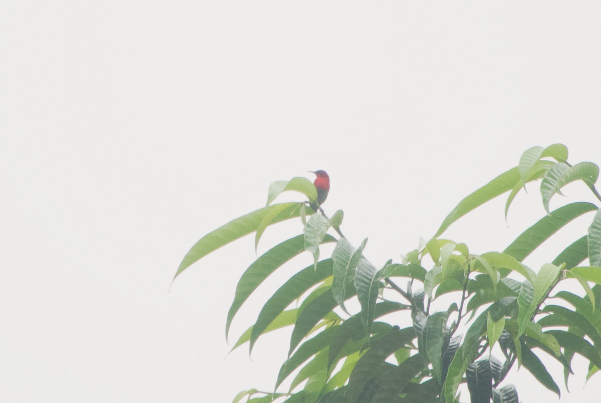 Crimson Sunbird - ML646240322