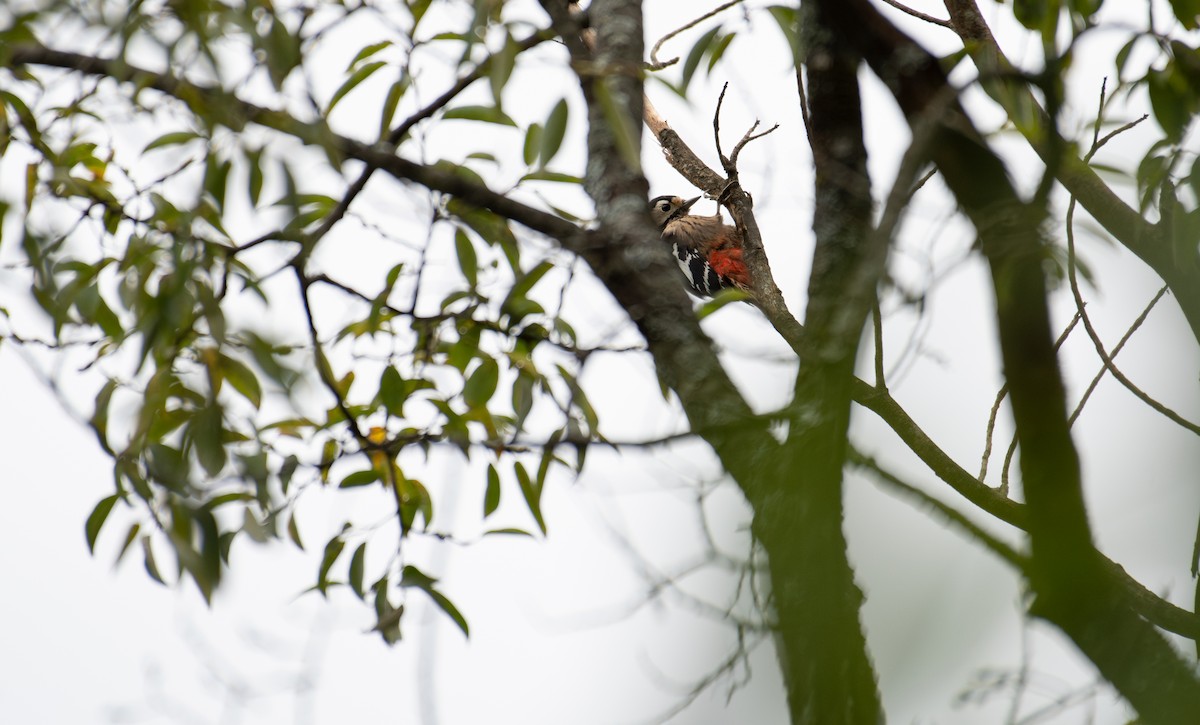 Necklaced Woodpecker - ML646240324