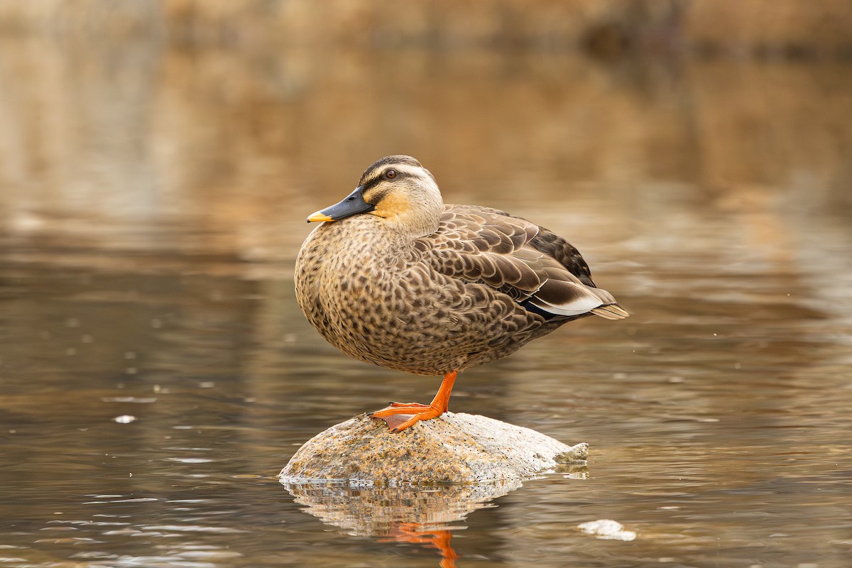 kachna čínská - ML646240331