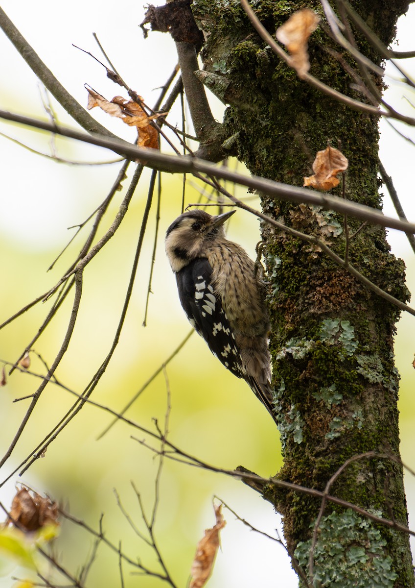 Gray-capped Pygmy Woodpecker - ML646240336