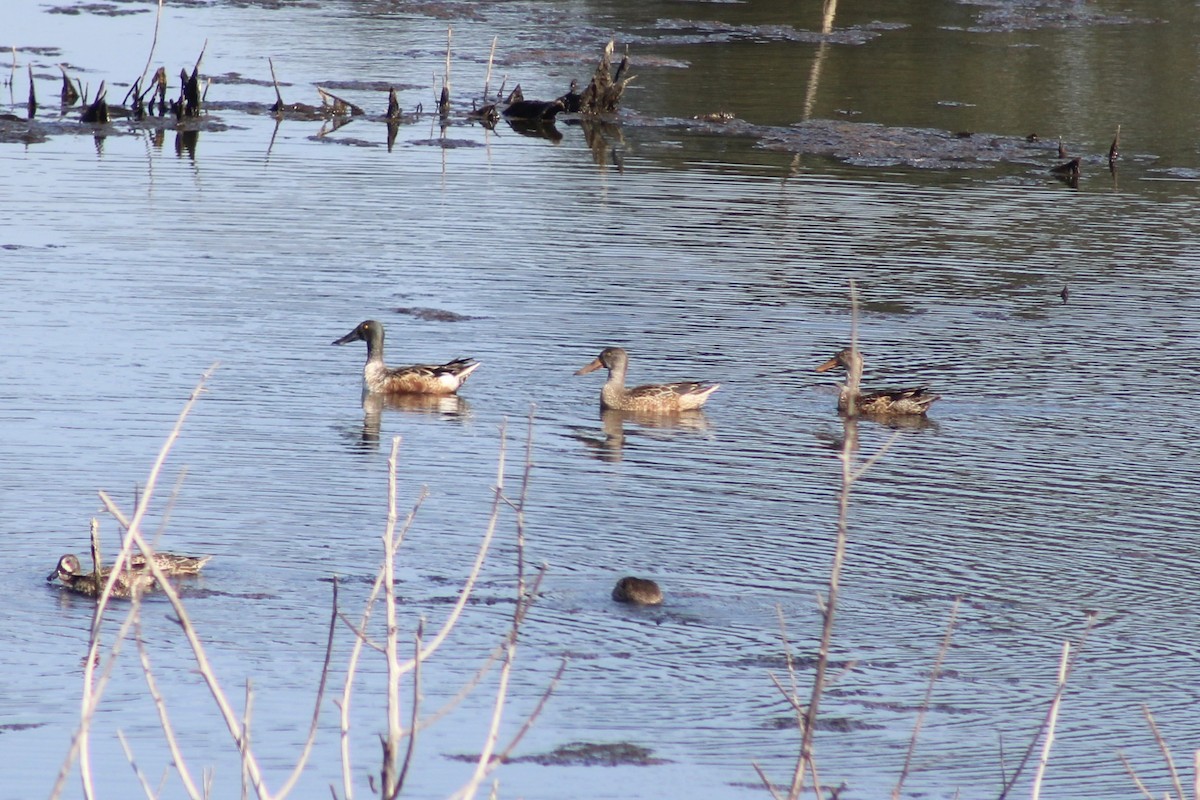 琵嘴鴨 - ML646240337