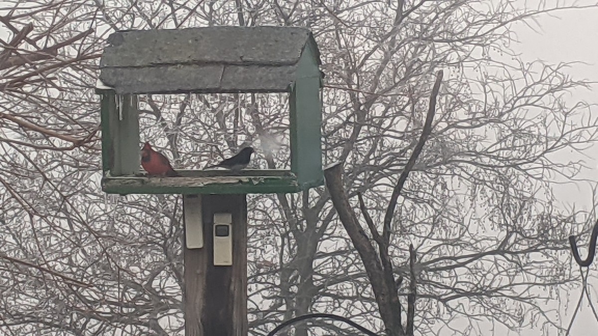 Northern Cardinal - ML646240339