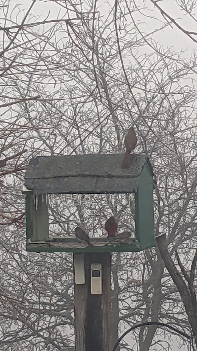 Northern Cardinal - ML646240340