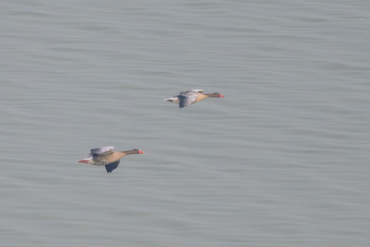 grågås - ML646240341