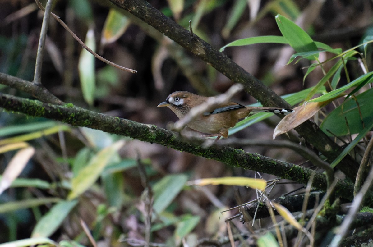 Moustached Laughingthrush - ML646240344