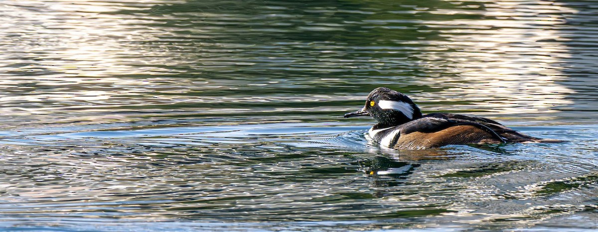 Hooded Merganser - ML646240345