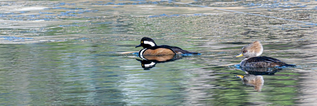 Hooded Merganser - ML646240346
