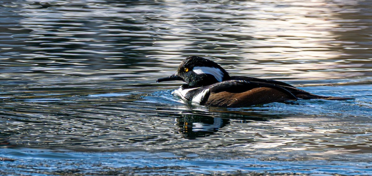 Hooded Merganser - ML646240347