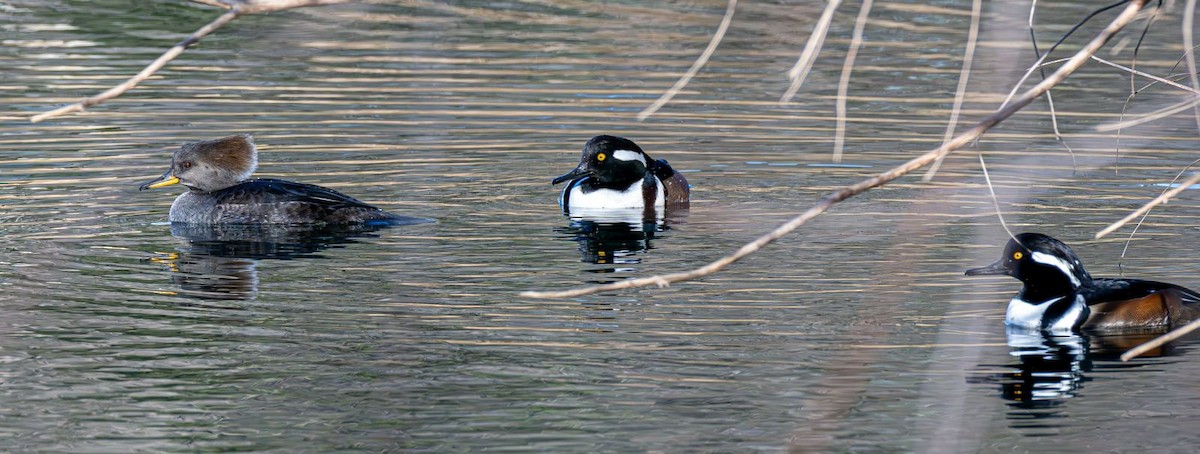 Hooded Merganser - ML646240348