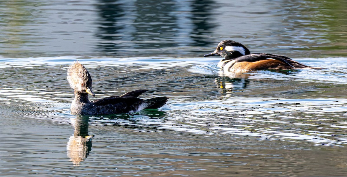 Hooded Merganser - ML646240349