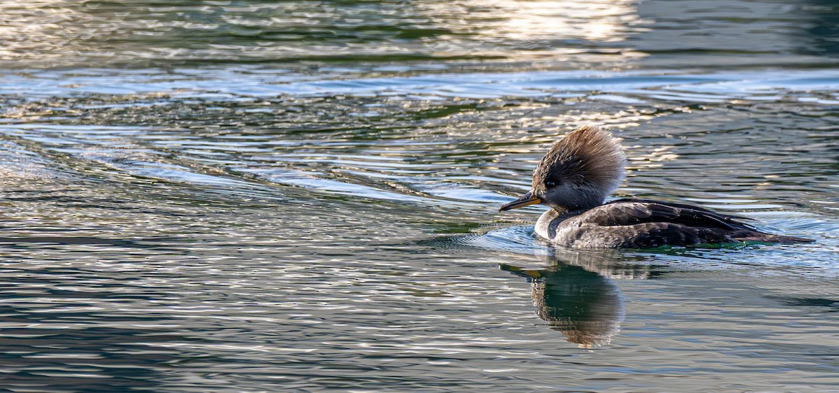 Hooded Merganser - ML646240350