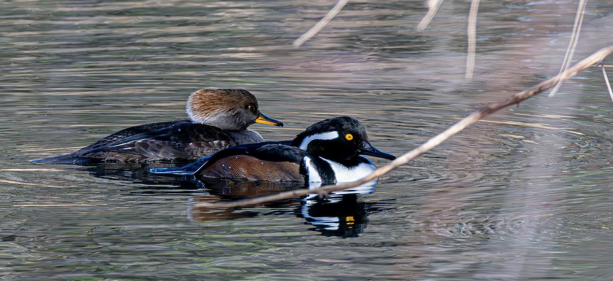Hooded Merganser - ML646240351
