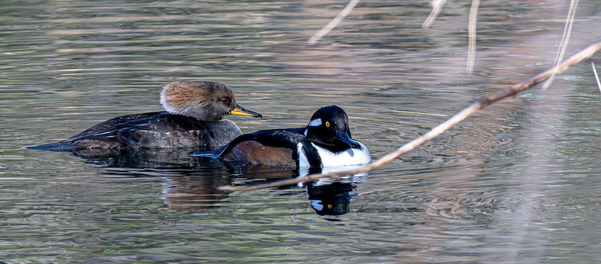 Hooded Merganser - ML646240352
