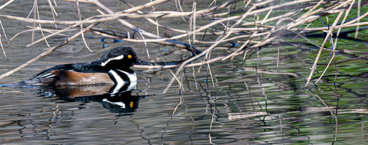 Hooded Merganser - ML646240353