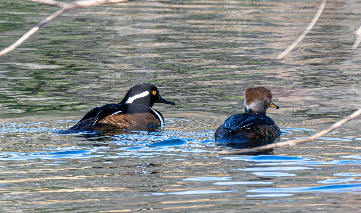 Hooded Merganser - ML646240354