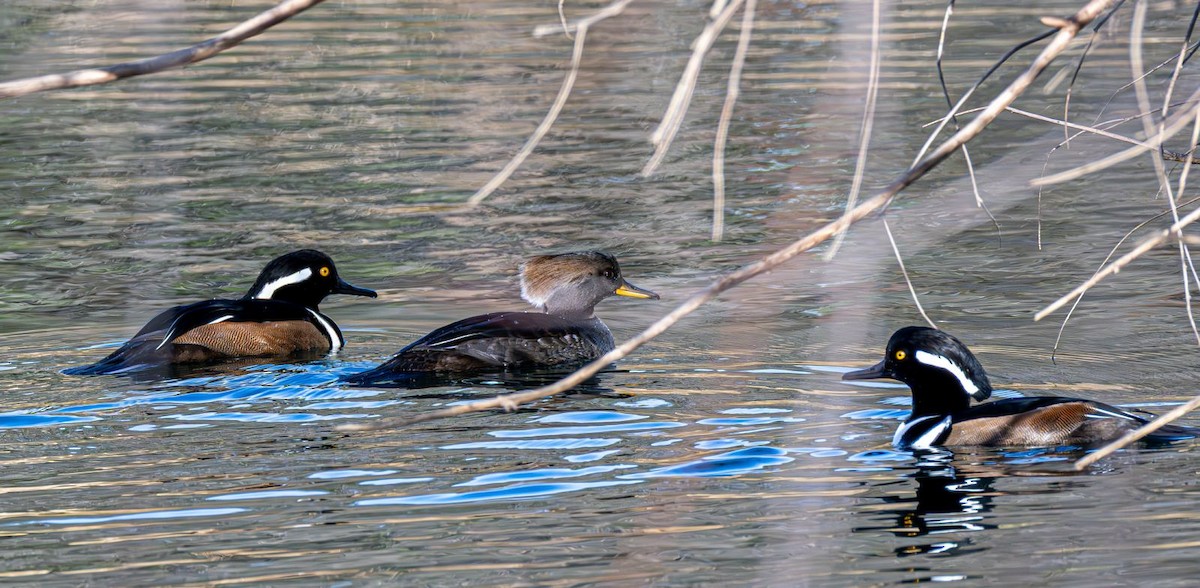 Hooded Merganser - ML646240355