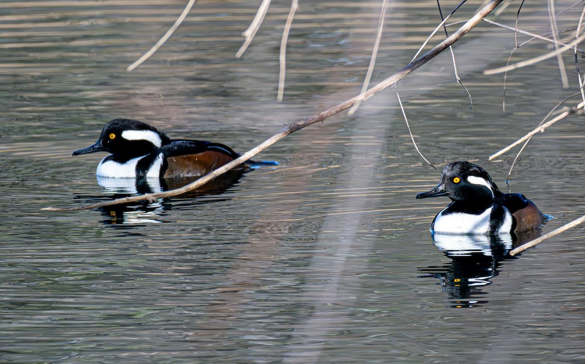 Hooded Merganser - ML646240356