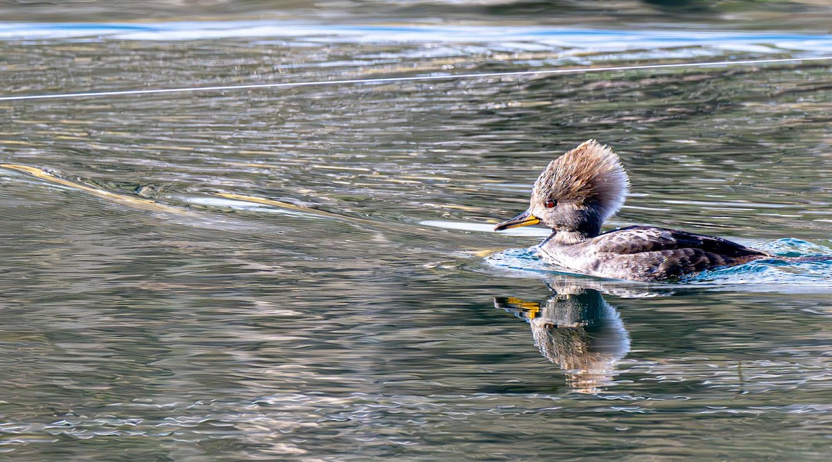 Hooded Merganser - ML646240357