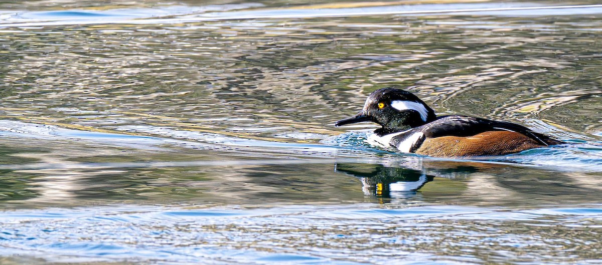 Hooded Merganser - ML646240358