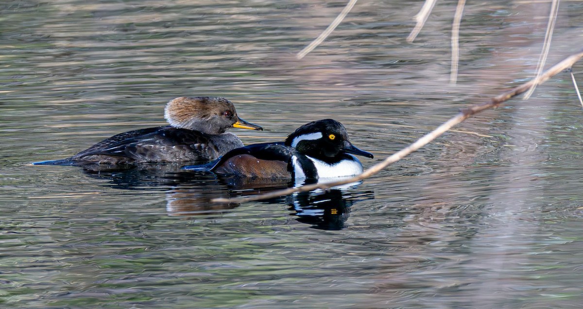 Hooded Merganser - ML646240359