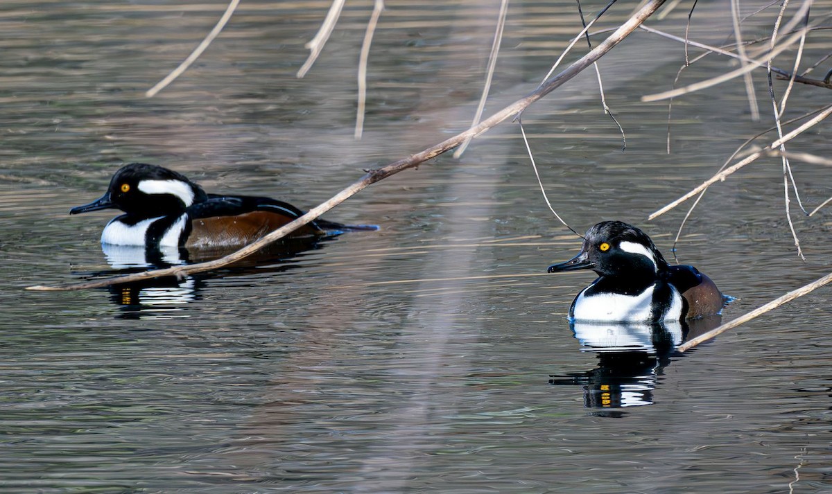 Hooded Merganser - ML646240360