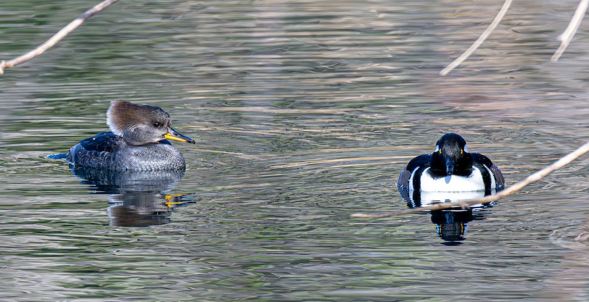 Hooded Merganser - ML646240361