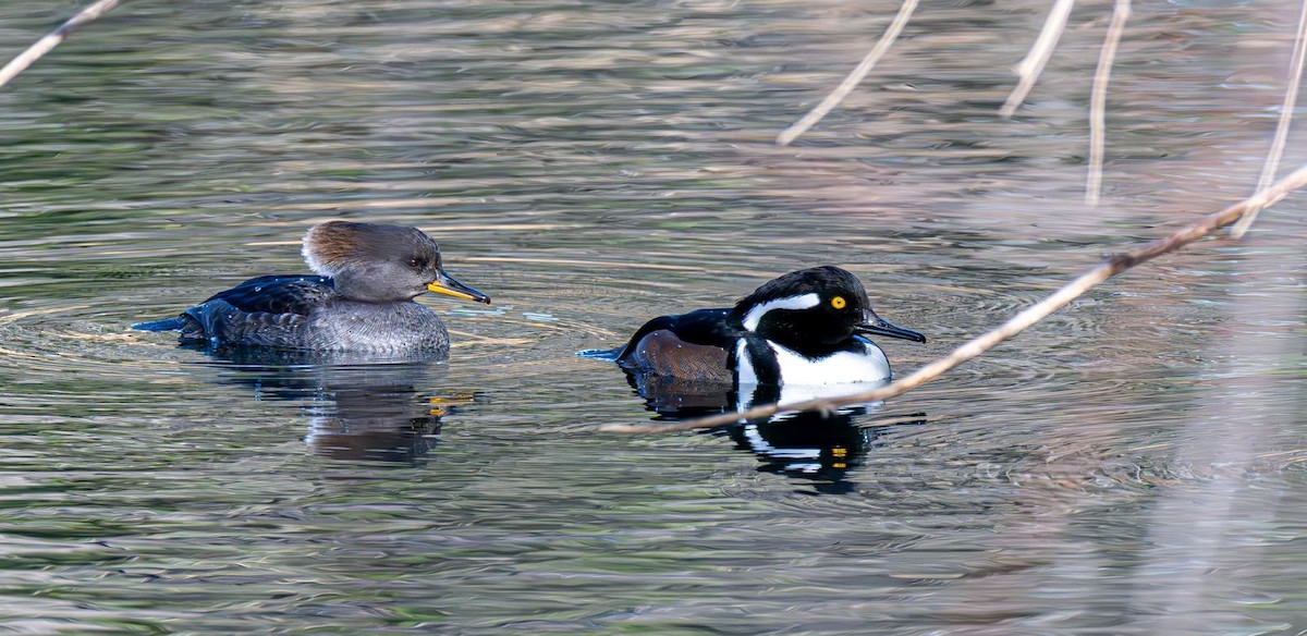 Hooded Merganser - ML646240362