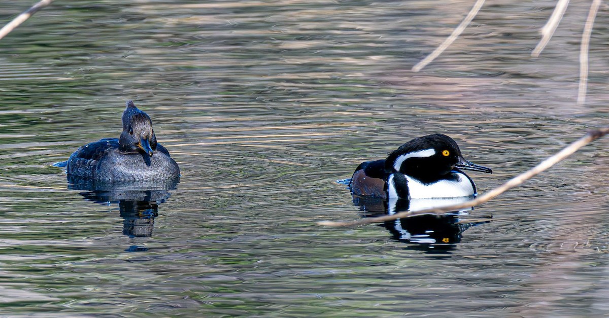 Hooded Merganser - ML646240363
