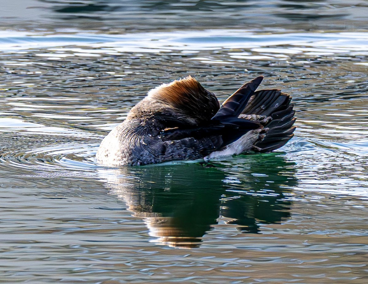 Hooded Merganser - ML646240364