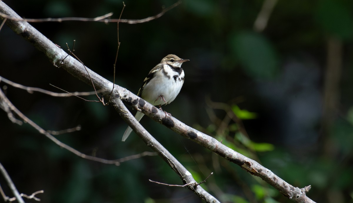 Forest Wagtail - ML646240369