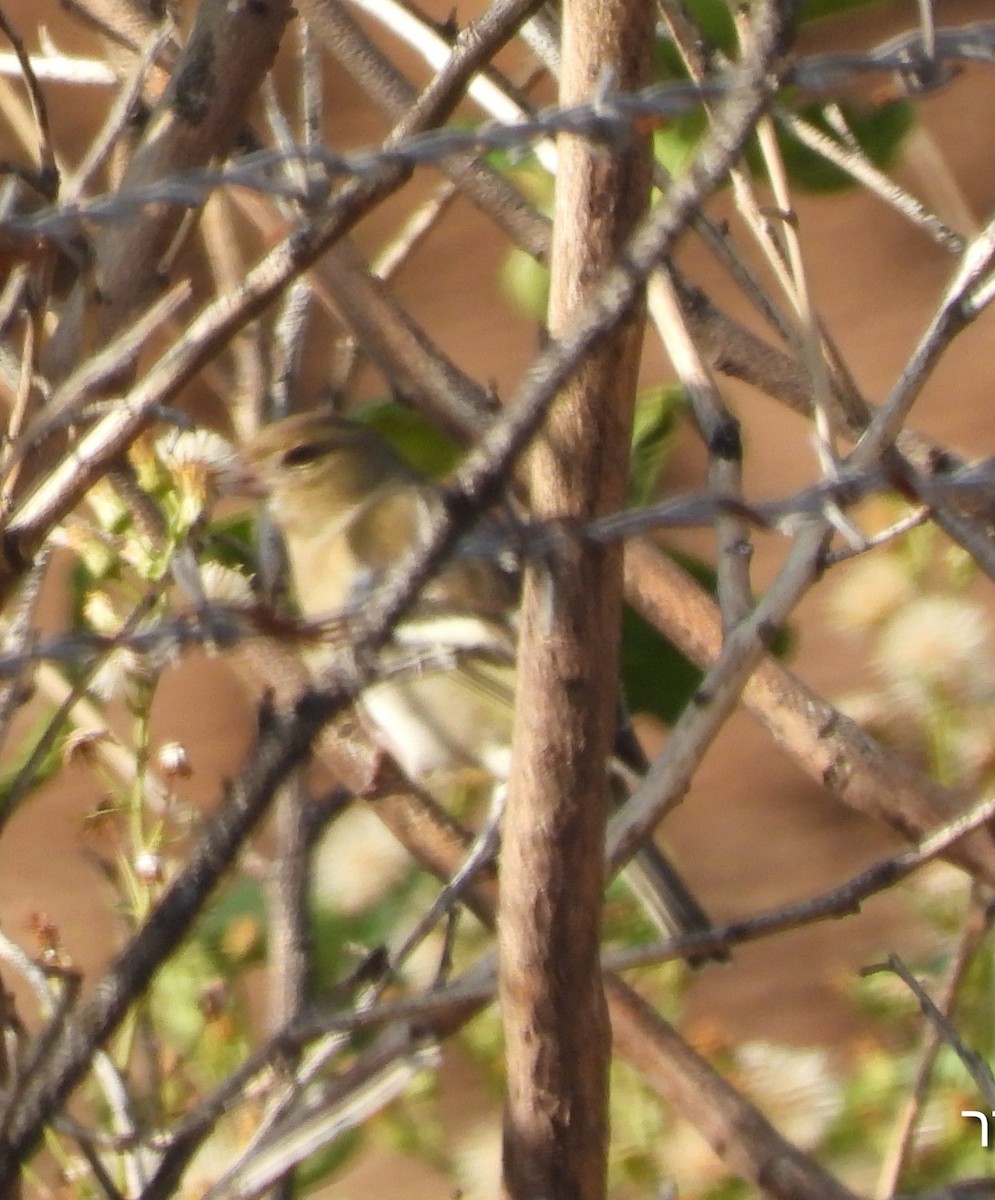 Common Chaffinch - ML646240370