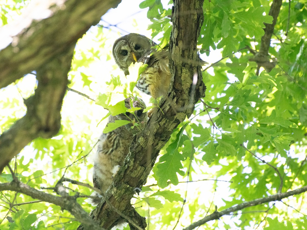 Barred Owl - ML646240371