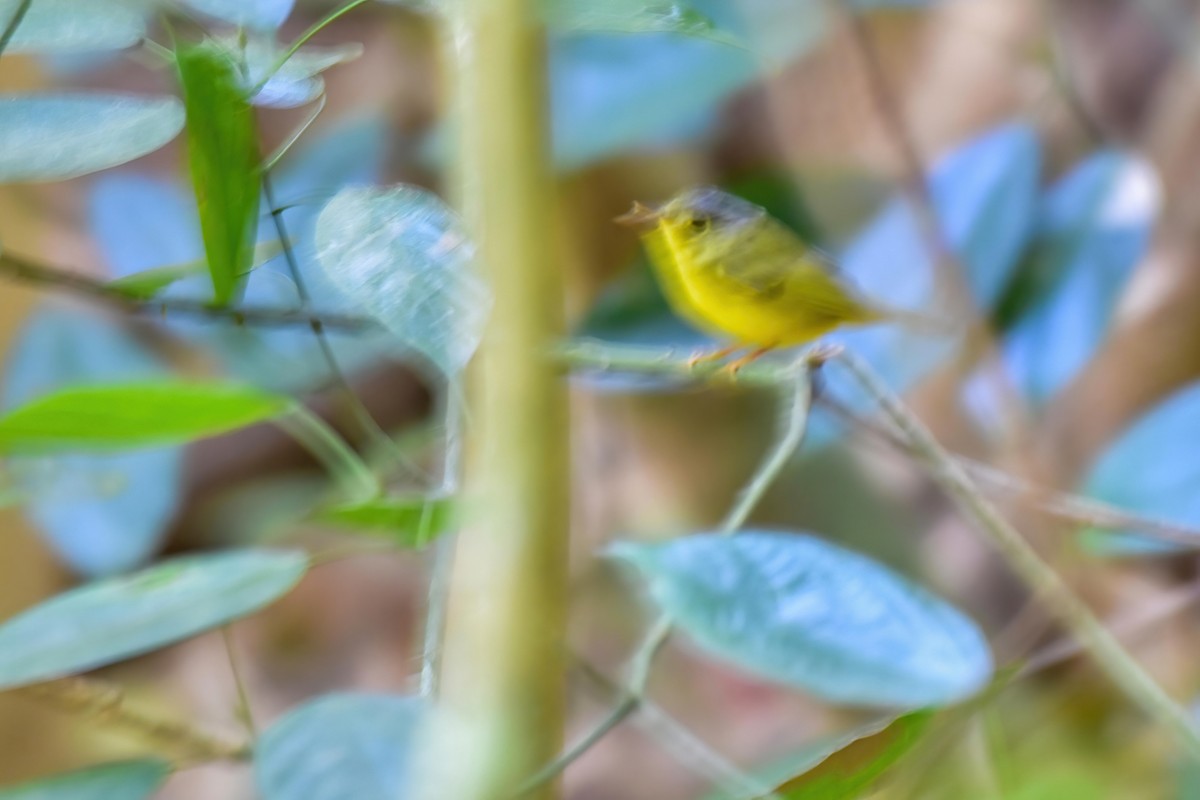 Phylloscopus sp. (Golden-spectacled Warbler complex) - ML646240391